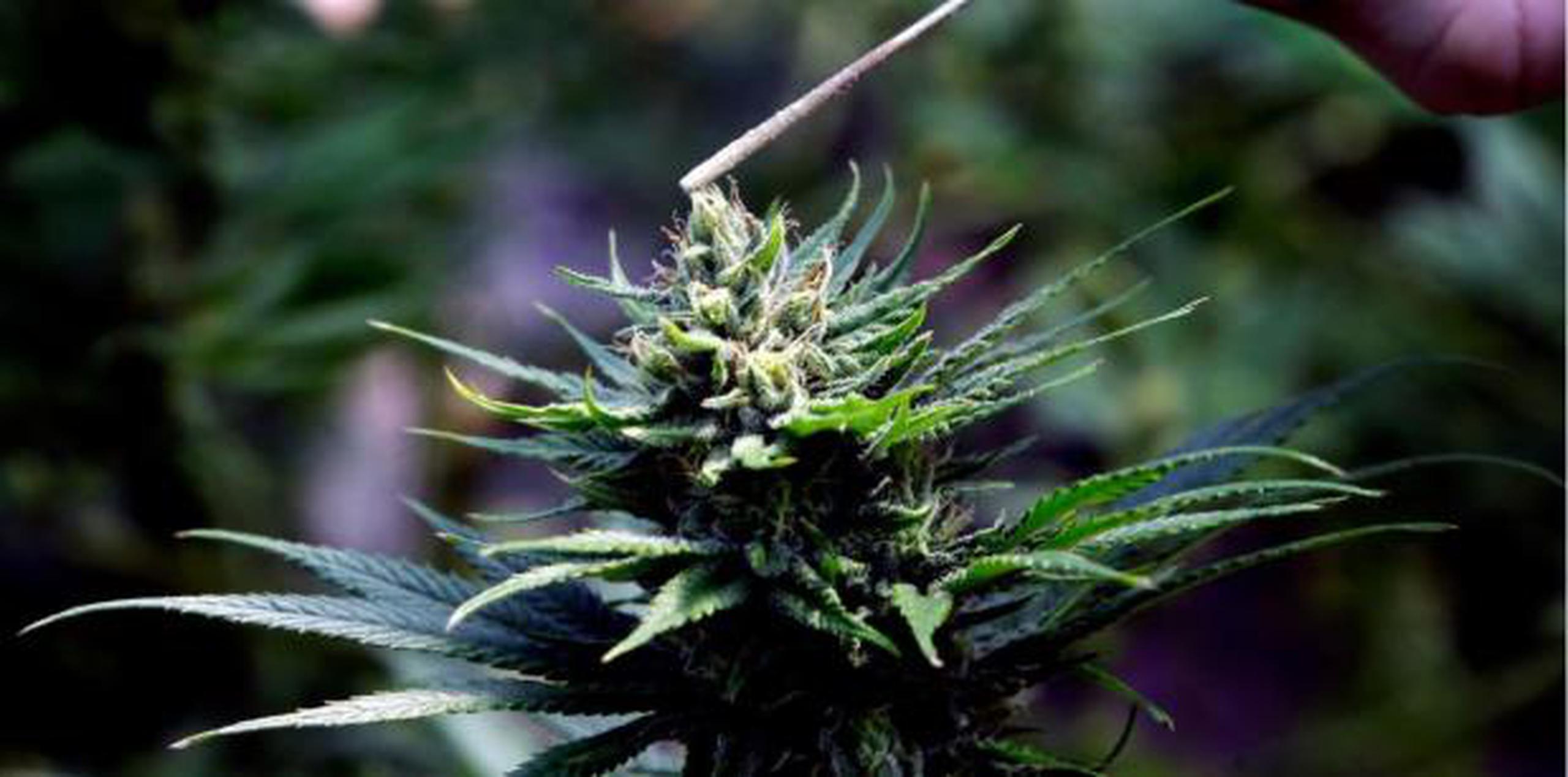 El CBD o cannabidiol es uno de los componentes de la planta de la marihuana y no tiene efectos psicoactivos. (AP)