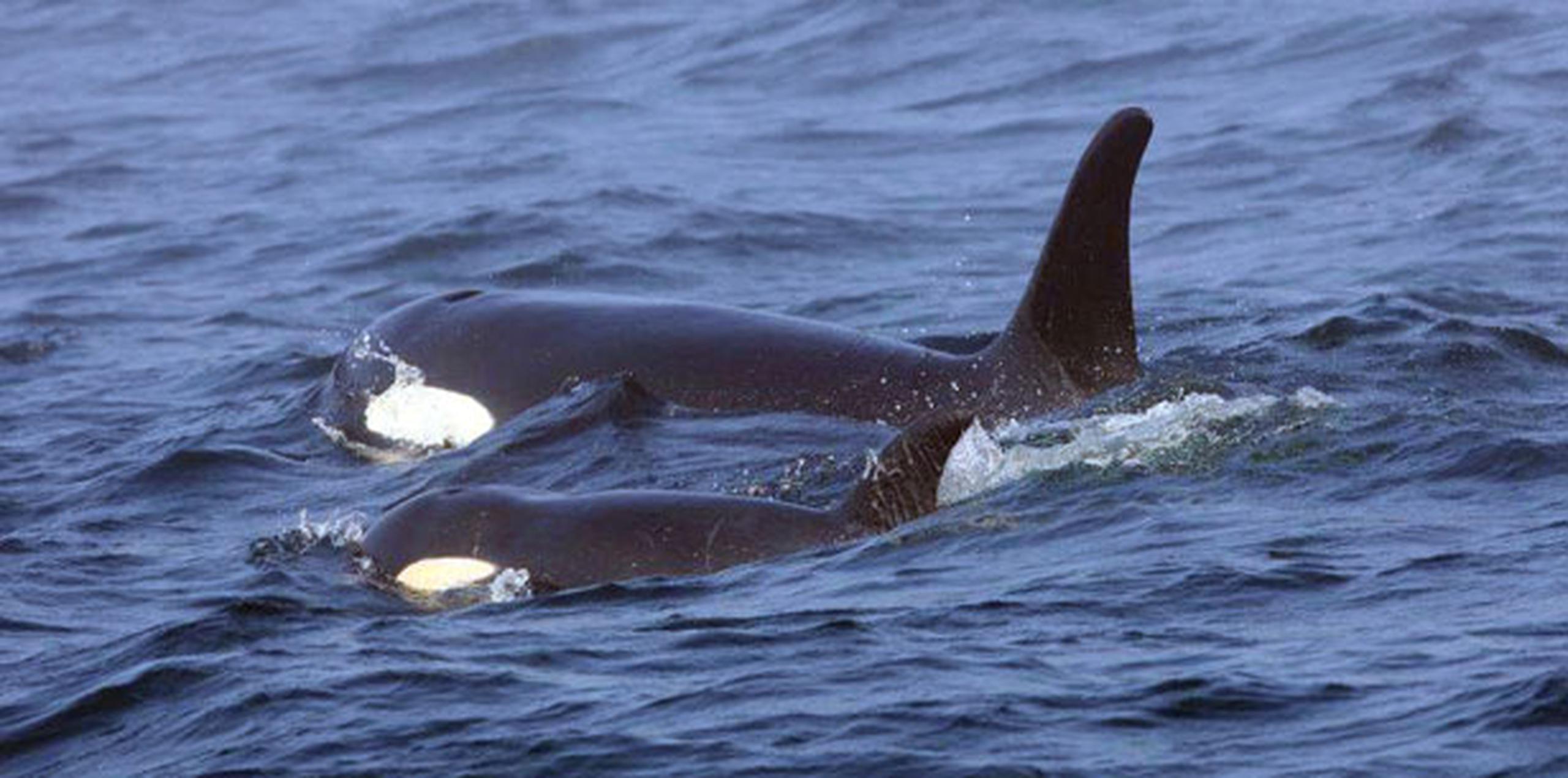 Ken Balcomb, del Centro de Investigación de Ballenas, dijo que él cree que la orca, conocida como J50, “está muerta”. (AP)