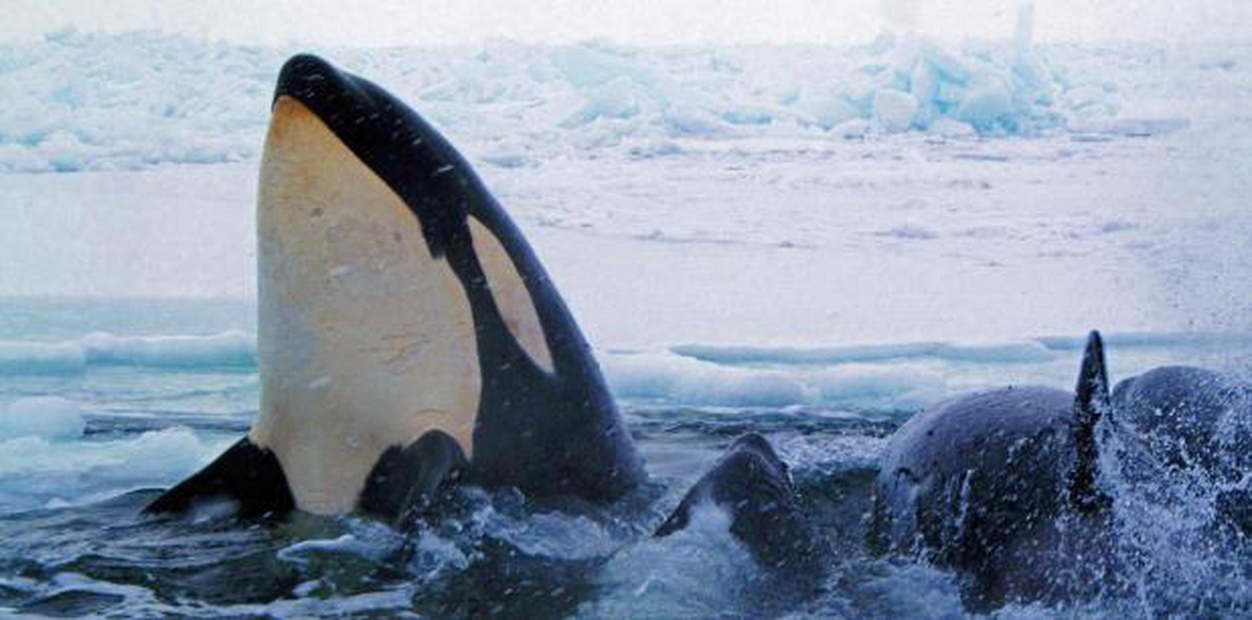 Ken Balcomb, fundador del centro, dijo que se siente aliviado de que la orca haya regresado a su comportamiento habitual. (Archivo)