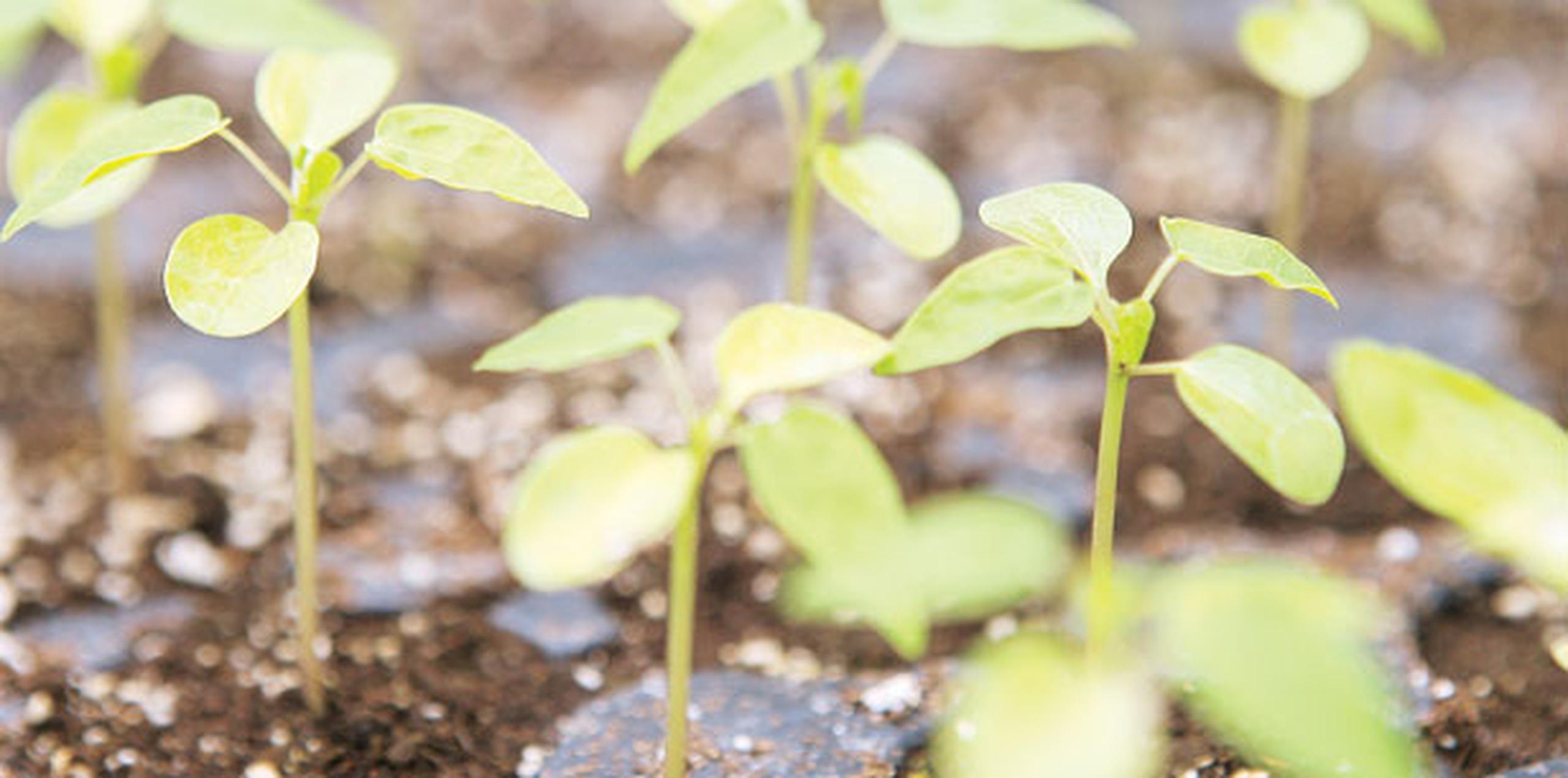 Alertó también sobre el aumento de la deforestación en el país y sobre las consecuencias que eso puede tener sobre la intensificación del cambio climático y la producción agrícola. (Archivo)