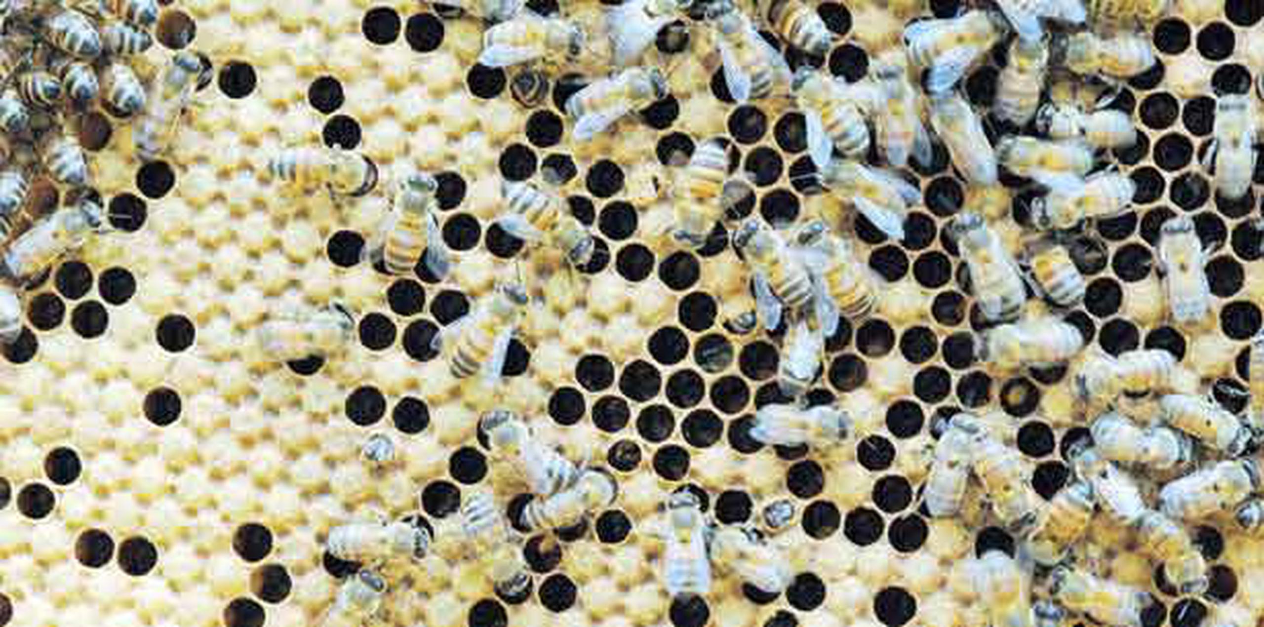 El apicultor Pablo Juarbe Carrión también identificó una alternativa para evitar que las abejas se afecten un poco menos. (Archivo)
