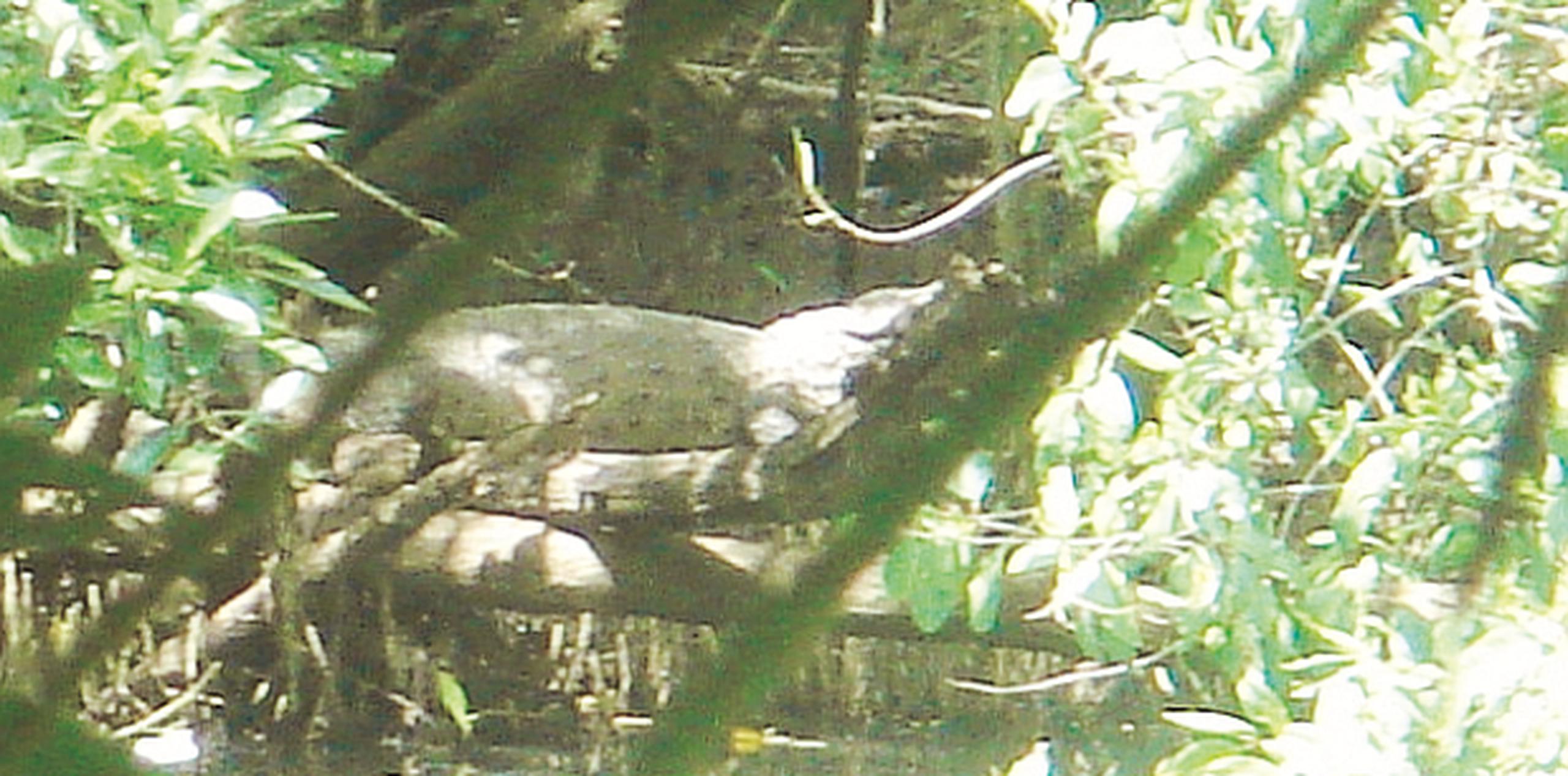 Este es Pancho, un caimán que se pasea por la urbanización El Flamboyán en Bayamón. (Archivo)