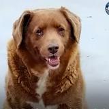 Le quitan récord Guinness al perro más viejo tras dudas sobre su edad