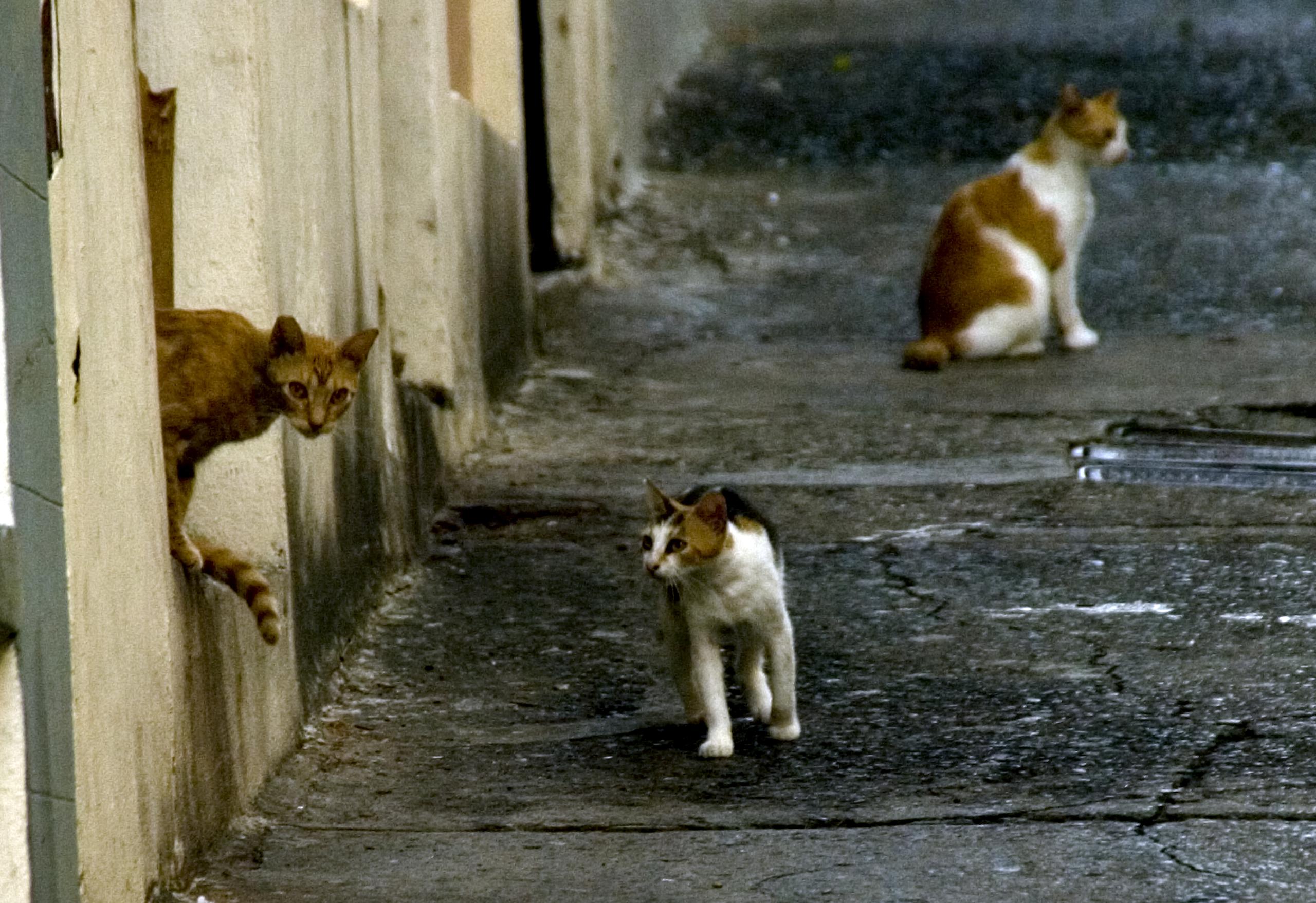La reunión para presentar las alternativas para el manejo de los gatos en el Paseo del Morro, se celebrará el 23 de agosto.