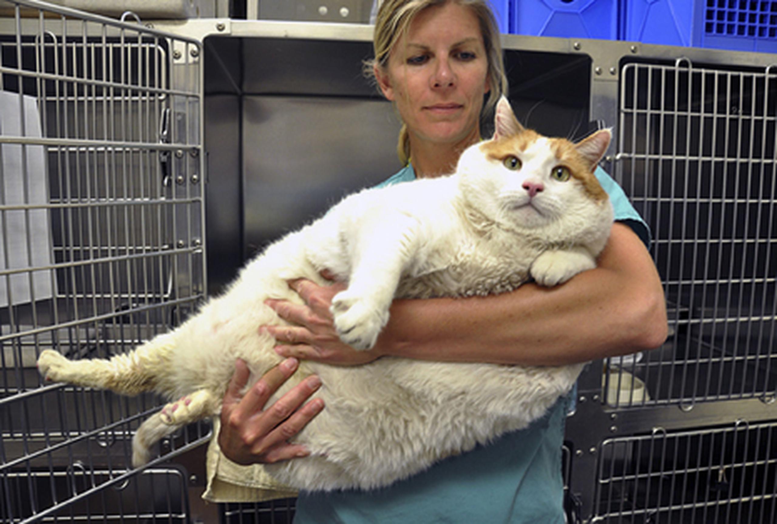 Meow había perdido dos libras y se encontraba en buen estado de salud antes de empezar a presentar problemas respiratorios el miércoles. (Prensa Asociada)