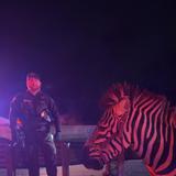 FOTOS: Así fue el rescate de animales de un circo dentro de un camión en llamas en Indiana