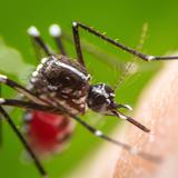 Registran dos muertes por dengue en Puerto Rico