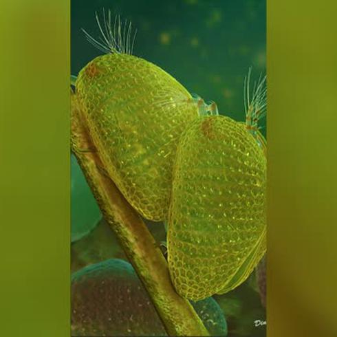 Espermatozoides gigantes de 100 millones de años