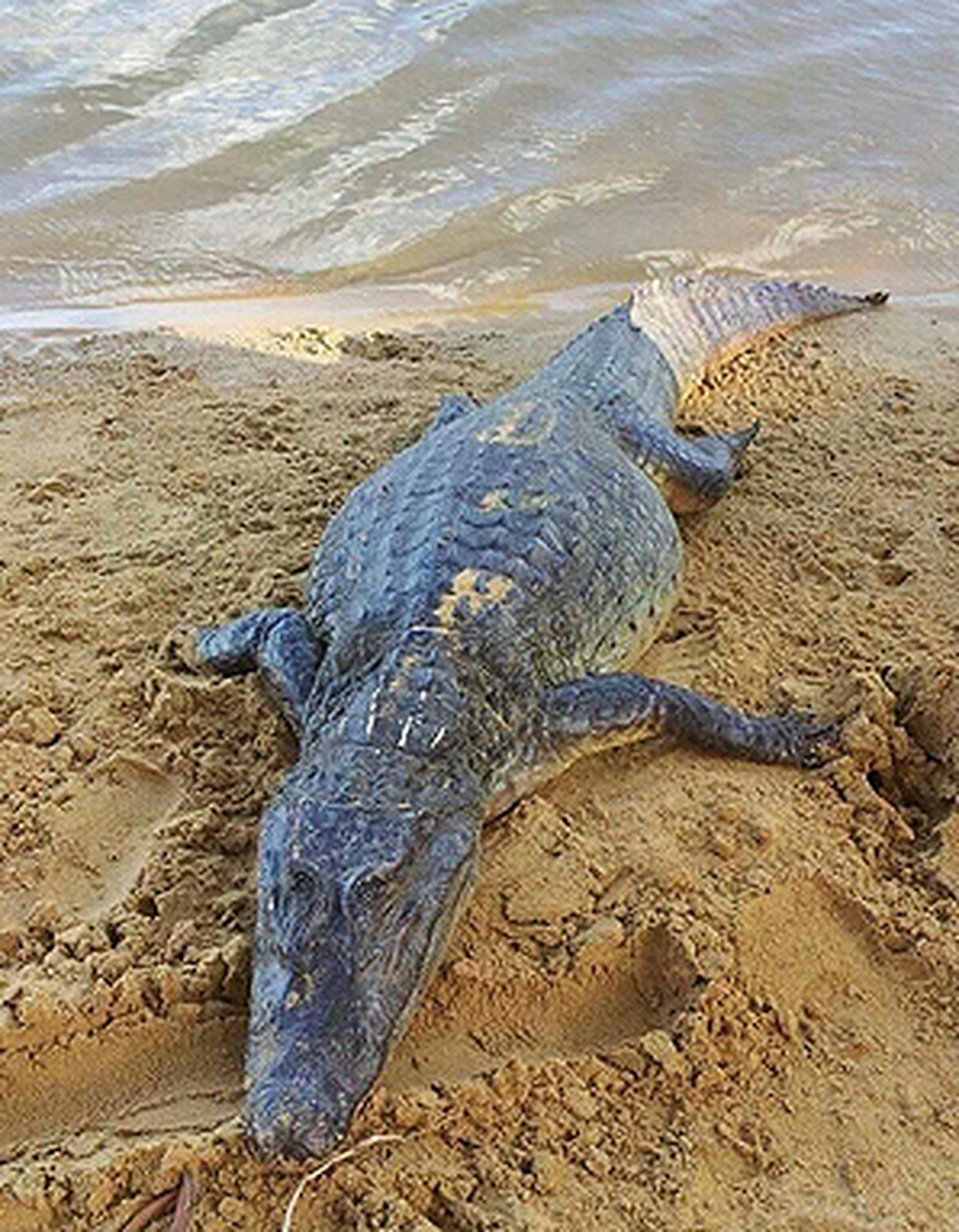 El hallazgo trae nuevamente  la preocupación  sobre la peligrosidad de la presencia de esta especie en los cuerpos de agua dulce del país. (Suministrada)
