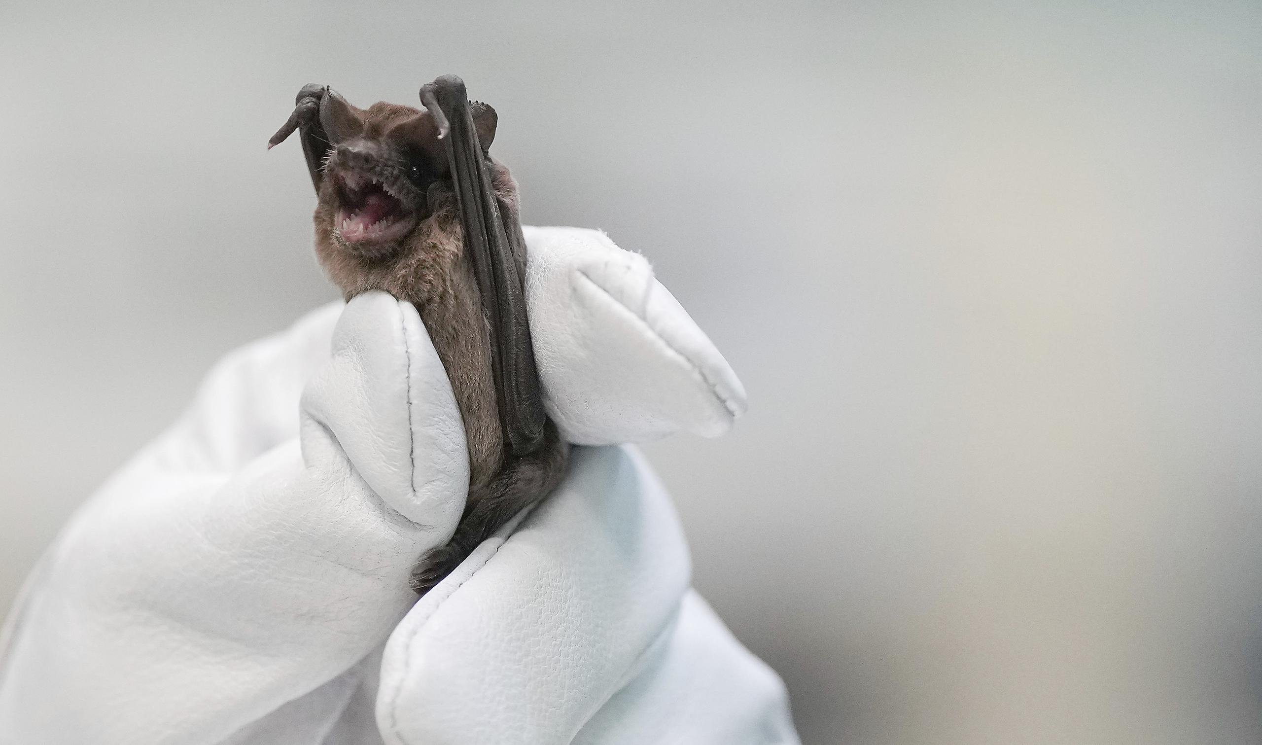 El Centro de Rehabilitación de la Vida Silvestre de Texas rescató cientos de murciélagos debajo del puente, junto con otro grupo de murciélagos en otras partes de Houston que también sufrieron choque hipotérmico.