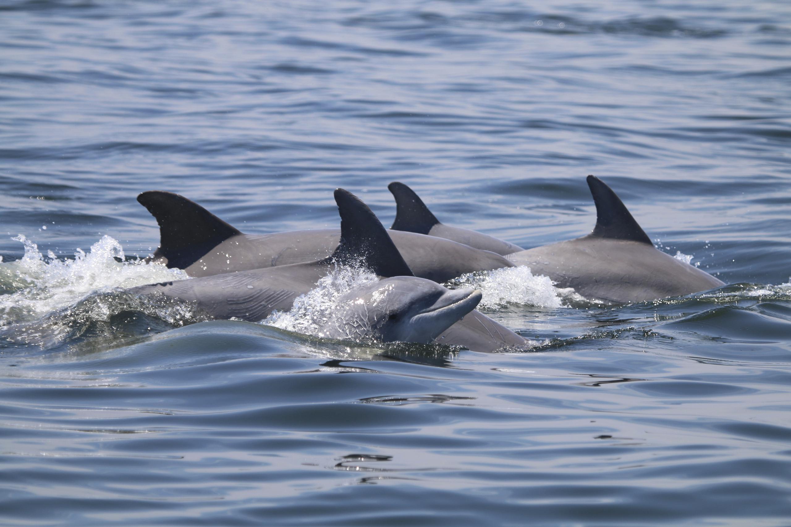 En el video se observa la forma particular en que los delfines nacen, pues estos no nacen de cabeza como los seres humanos, sino que primero sacan la cola.