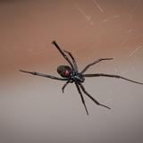 Niño se hace picar por araña viuda negra para convertirse en Spider-Man