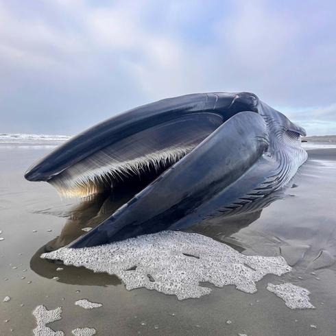 Misteriosa muerte de ballena en la costa de Oregón