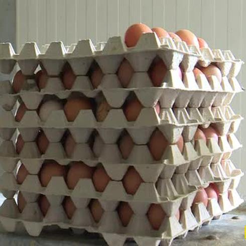 Otra crisis de huevos contaminados