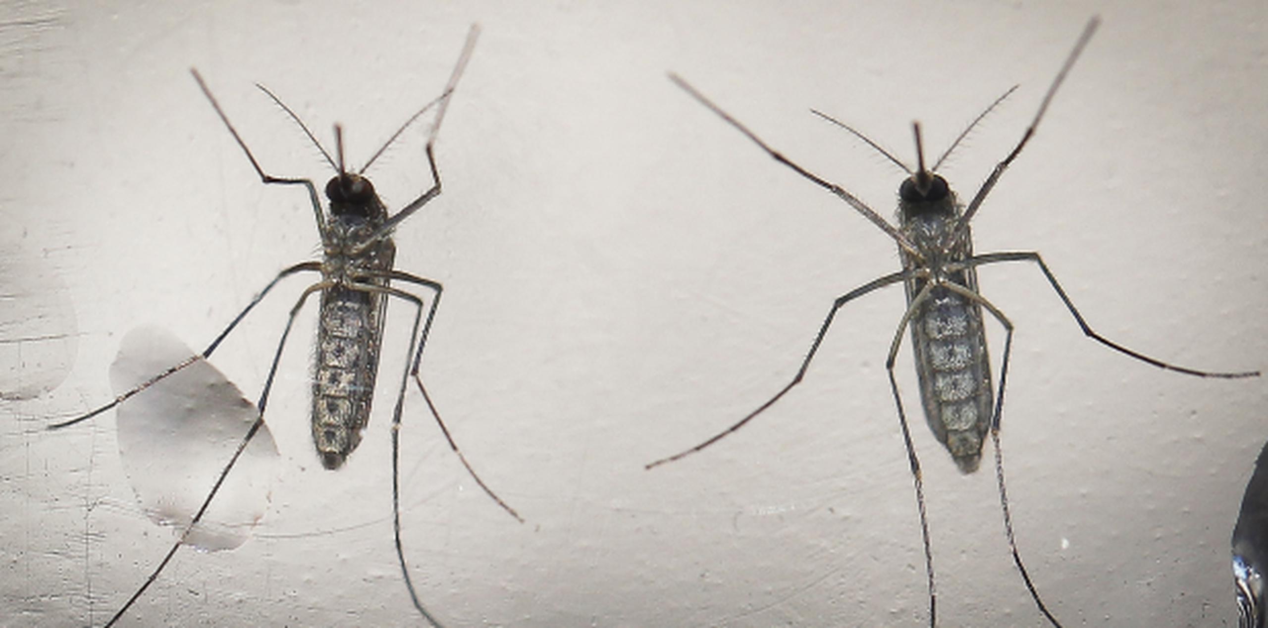 El zika es una enfermedad vírica transmitida por mosquitos Aedes aegypti o de persona a persona por vía sexual. (EFE / Oscar Rivera)