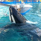 La orca Lolita se recupera de una “grave enfermedad” en el Miami Seaquarium 