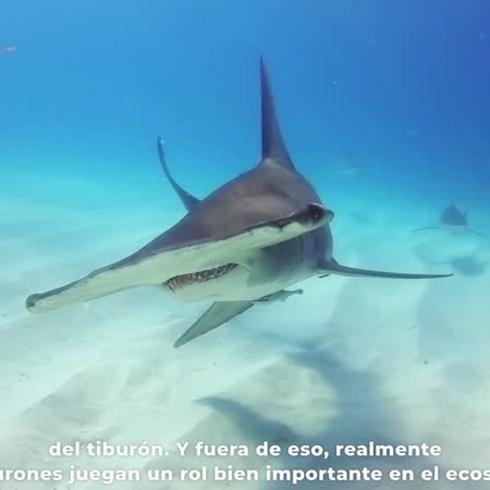 ¿Te atreves a nadar con tiburones aquí en Puerto Rico?