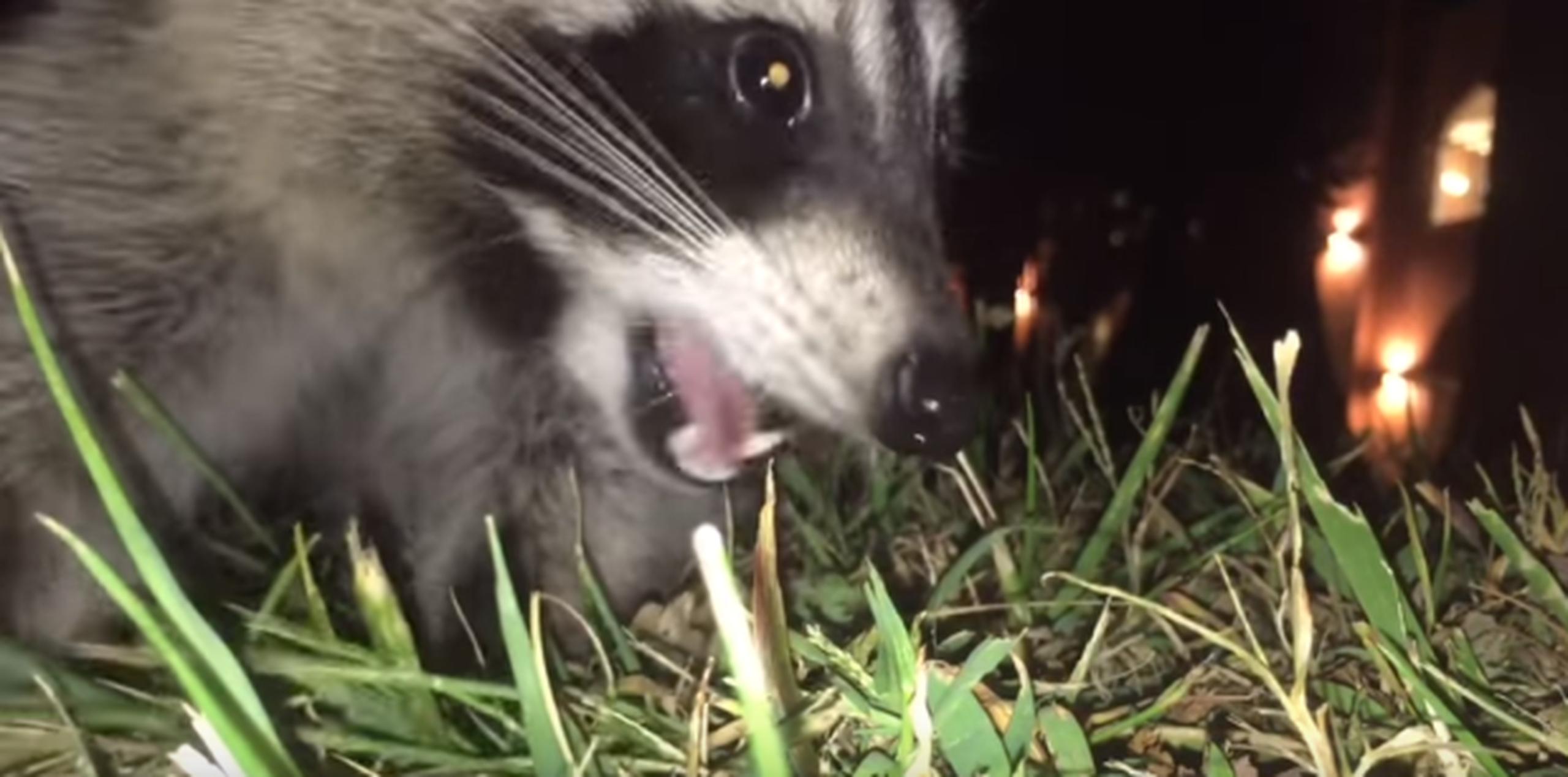 En el vídeo pueden oírse los gritos del dueño del teléfono al perseguir desesperadamente al mapache. (YouTube)