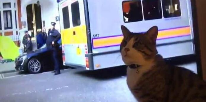 A Salvo James El Gato De Julian Assange Primera Hora
