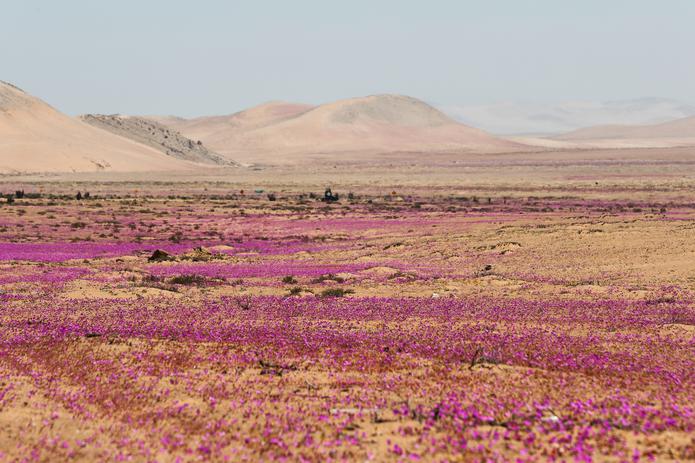 Fotografía del paisaje de flores en el desierto de Atacama, un fenómeno natural conocido como el Desierto Florido que ocurre entre cada 5 y 10 años aproximadamente, el 7 de octubre de 2021, en la norteña ciudad de Caldera (Chile). EFE/José Caviedes
