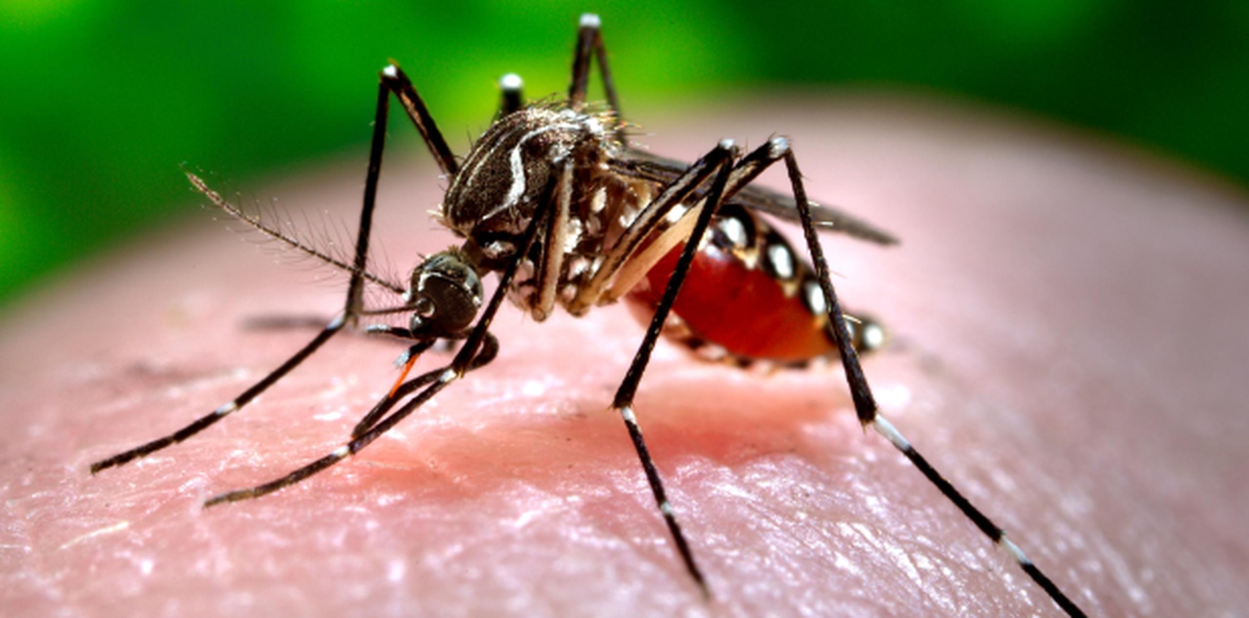Los síntomas del chicungunya aparecen aproximadamente tres días después de haber sido picado por un mosquito infectado. (Archivo)