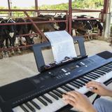 Le tocan música a las vacas para que estén felices y produzcan más leche 