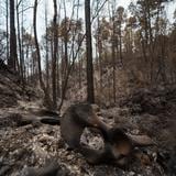 No ceden los incendios forestales en España tras intensa ola de calor