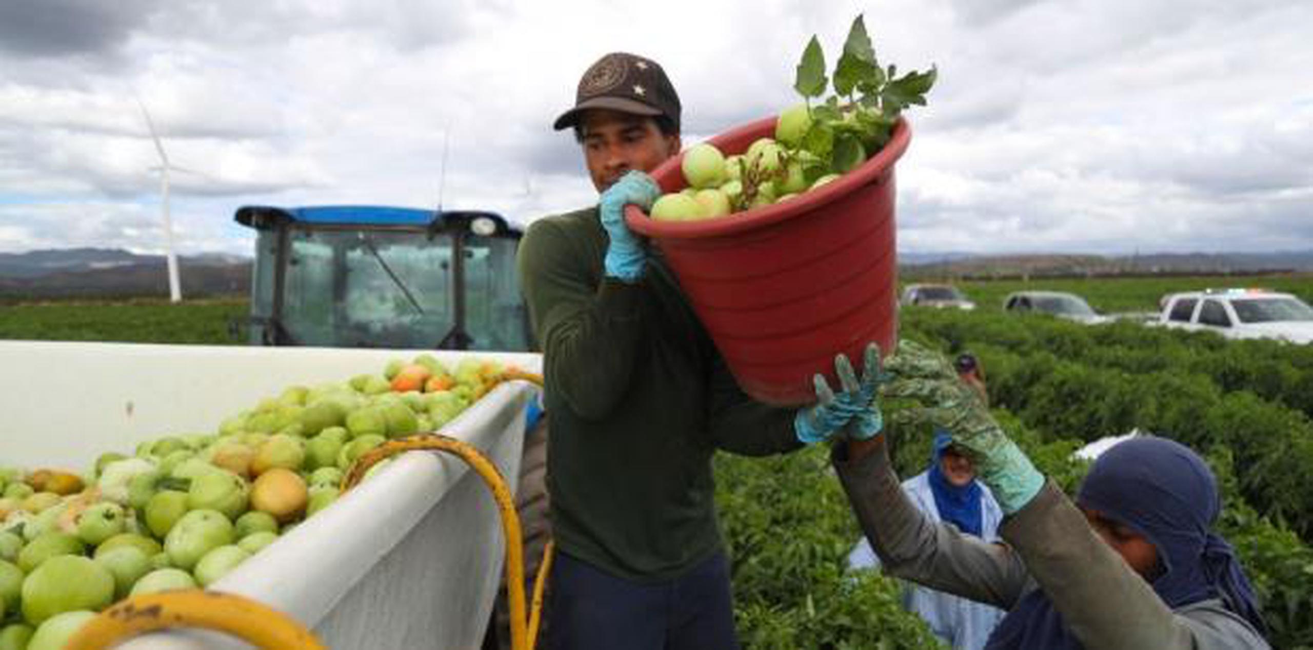 La necesidad se convierte en oportunidad para hombres y mujeres que estén dispuestos a trabajar durante casi tres meses, sin perder los beneficios del Programa de Asistencia Nutricional (PAN) y otras ayudas gubernamentales. (vanessa.serra@gfrmedia.com)