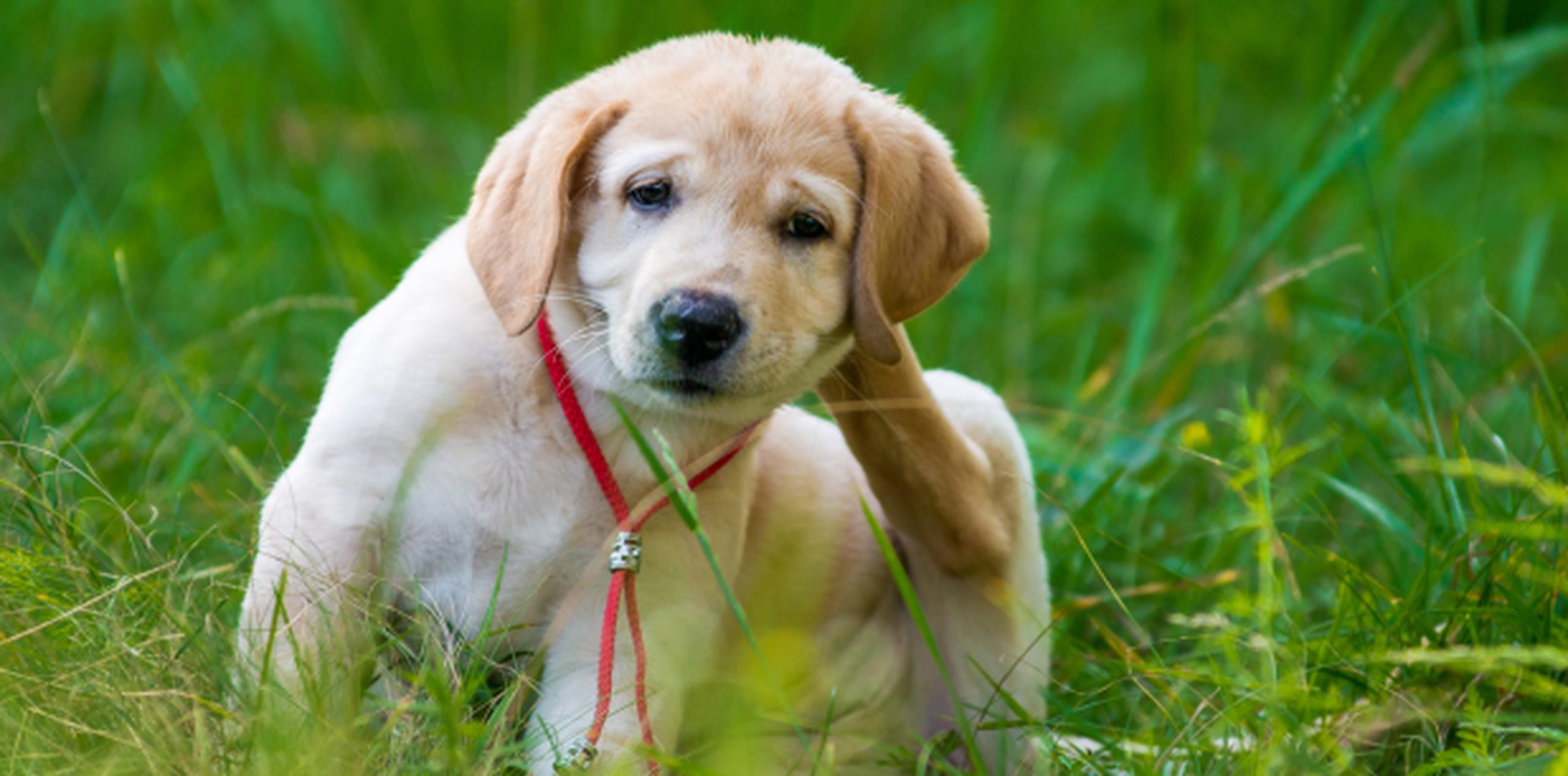 Las pulgas son una molestia para las mascotas y su dueño, pero también son una fuente de enfermedades. (Shutterstock)