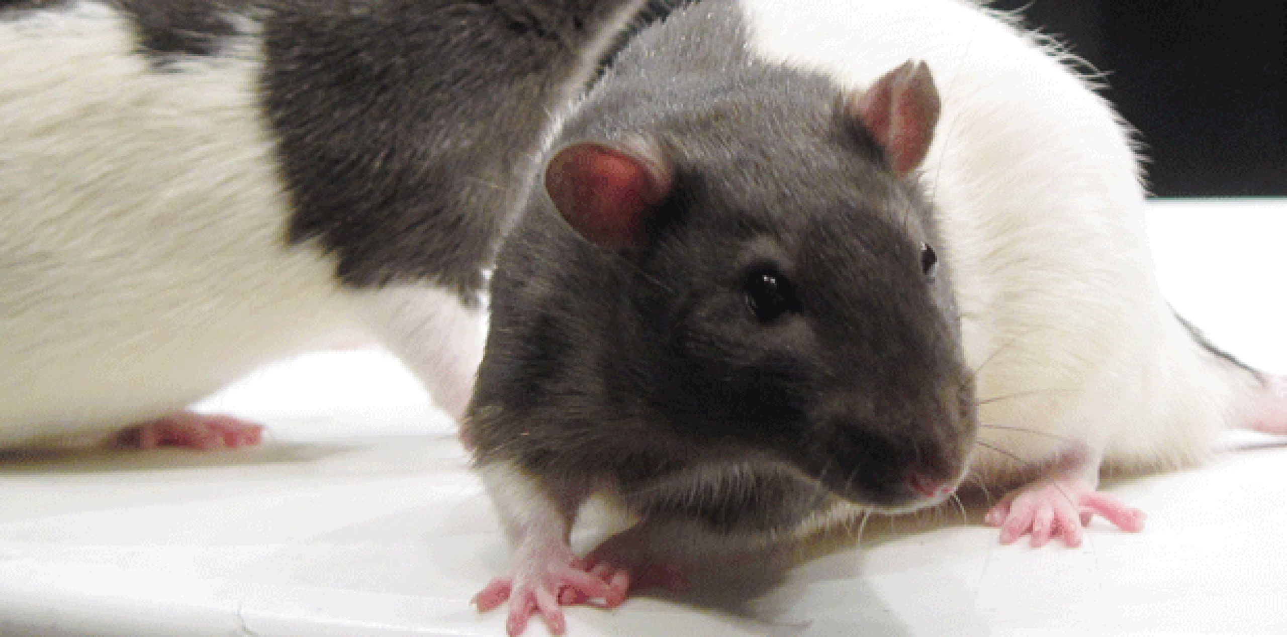 La peste es una enfermedad rara que es portada por roedores y diseminada por pulgas.  (Archivo)