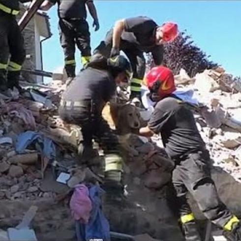 Rescatan a perro de los escombros del terremoto en Italia