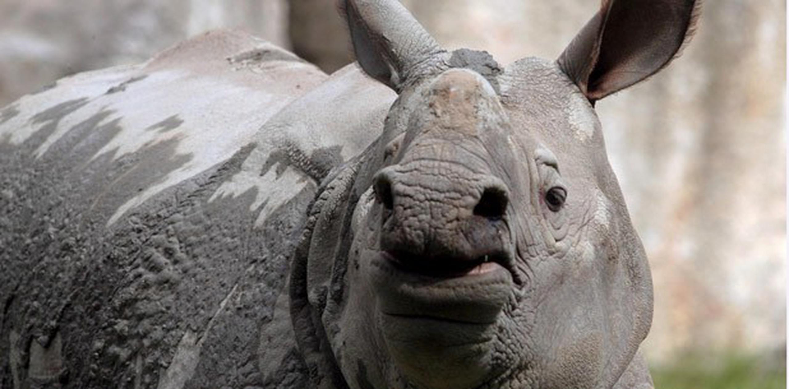 Se calcula que hay unos 4,000 rinocerontes negros en libertad, comparados con los 70,000 que había en la década de 1960. (Archivo)