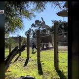 Arrestan a un padre por meter a su hija de 2 años en el área de elefantes en zoo de San Diego