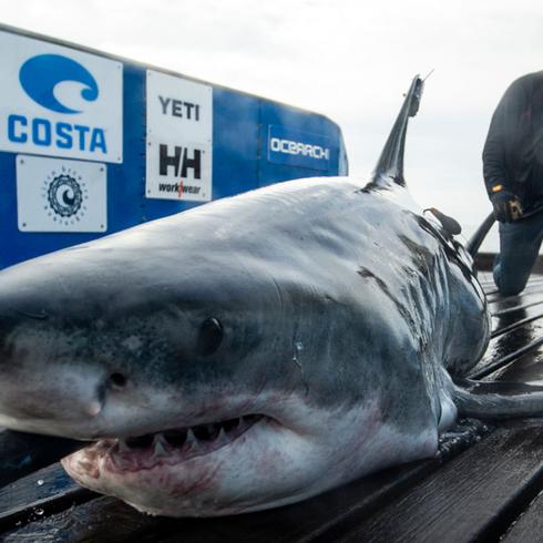 Sorprende increíble tiburón de 1,000 libras