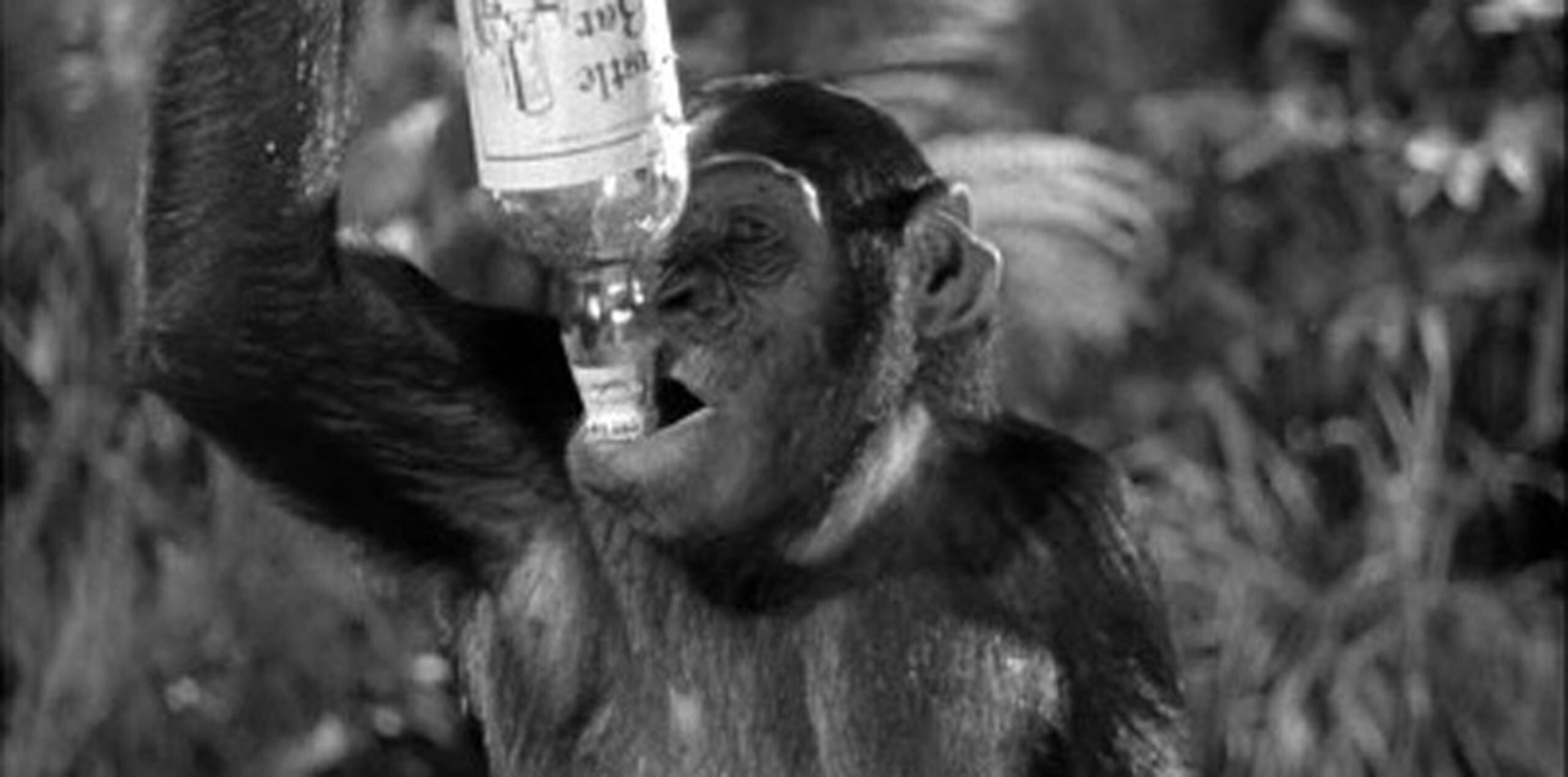 Algunos de los chimpancés "consumieron grandes cantidades de etanol y desplegaron comportamiento de embriaguez", reveló el estudio.