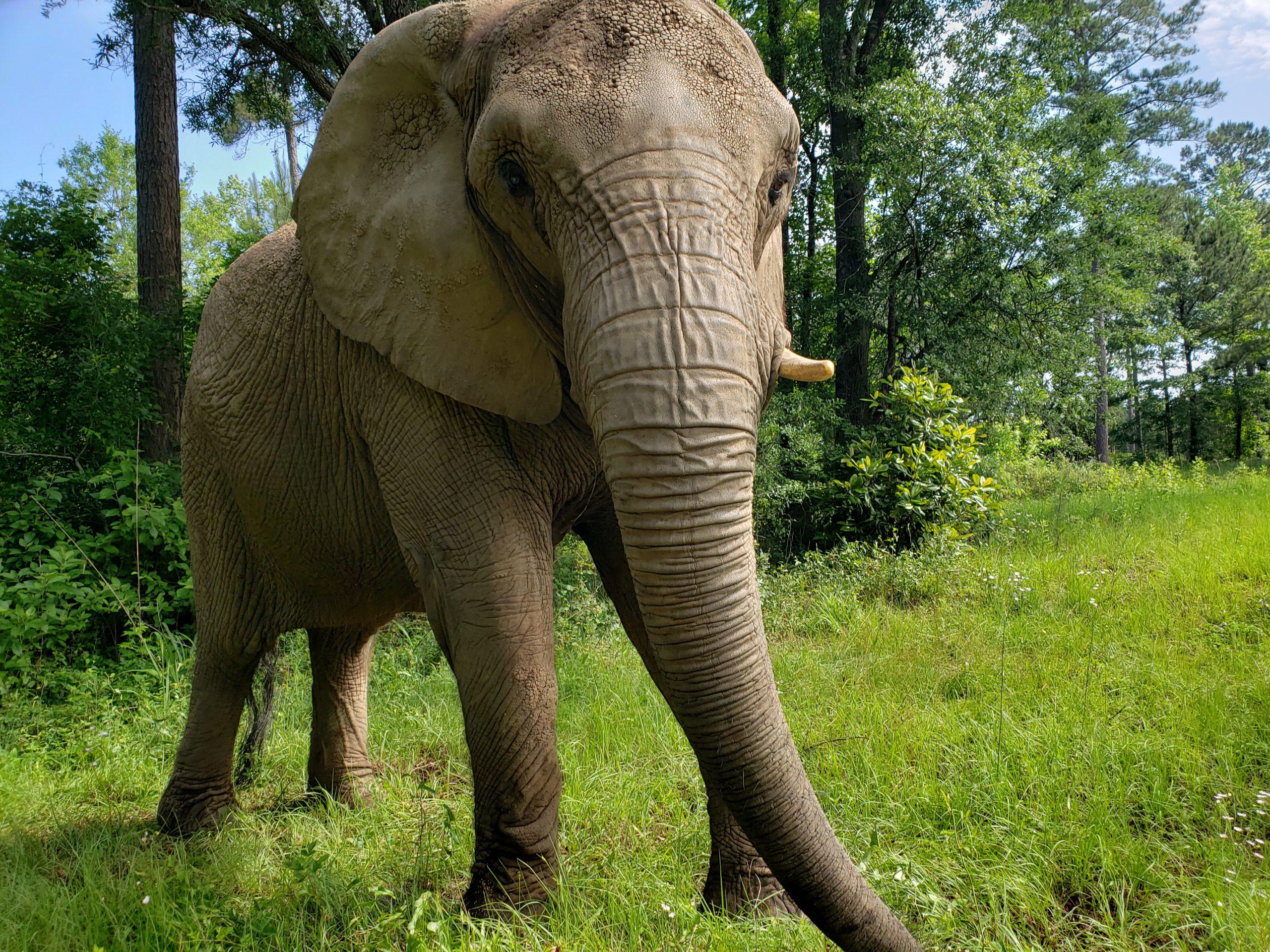 El domingo, 12 de mayo, Mundi cumple un año en el Elephant Refuge North America, en Georgia