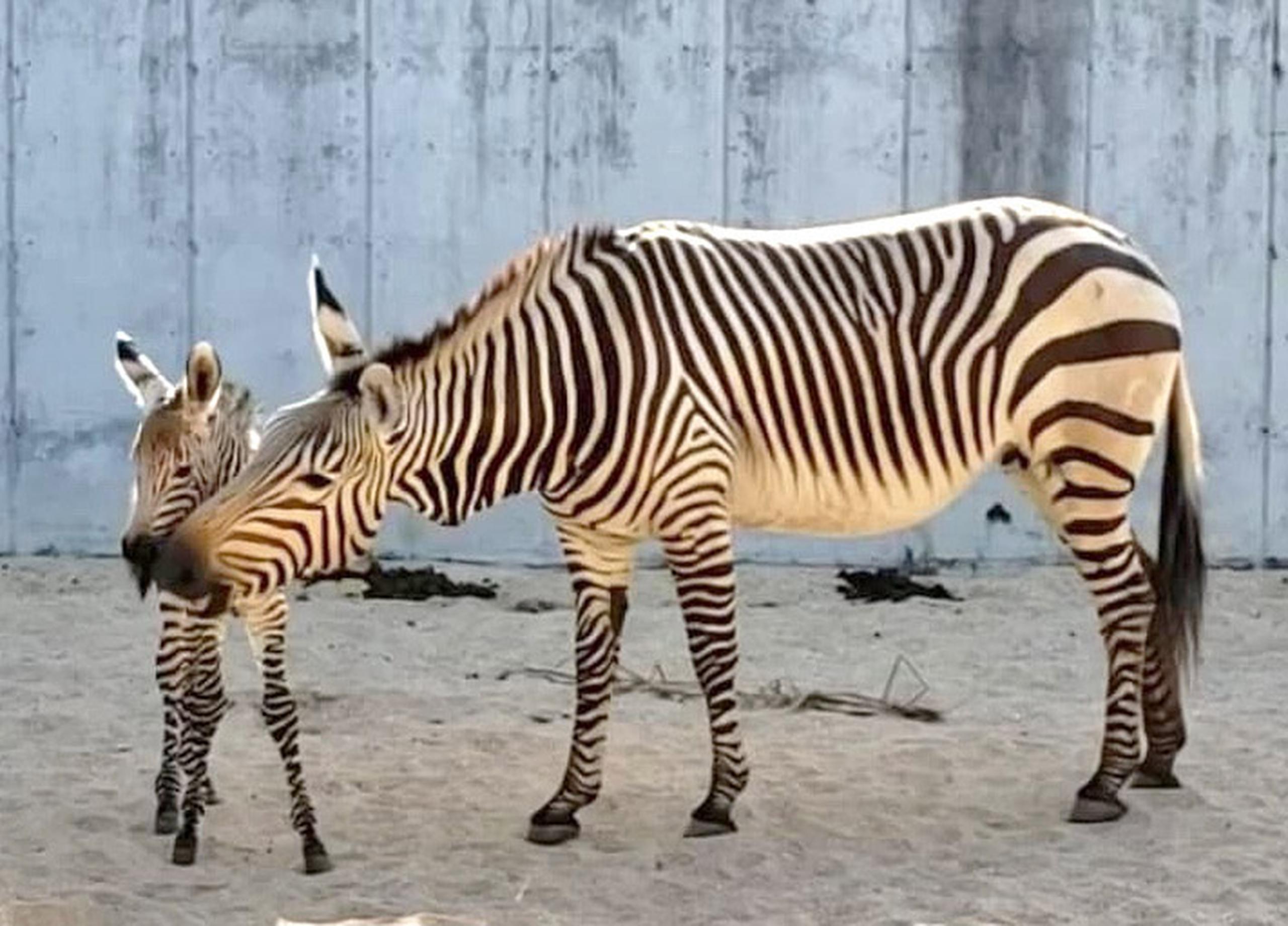 Nace en Disney’s Animal Kingdom una pequeña zebra.