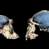 Nuestro cerebro evolucionó en África hace unos 1.7 millones de años 