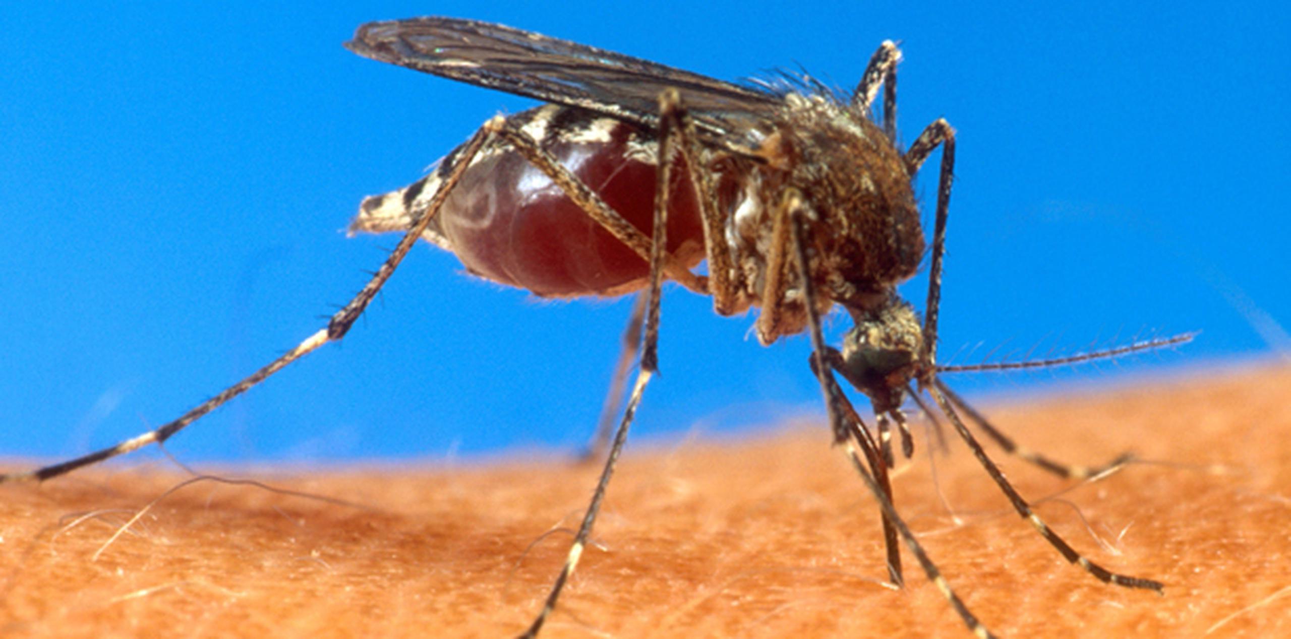 El virus es transmitido por los mosquitos Aedes aegypti. (Archivo)