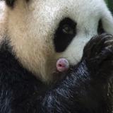 Nacen dos crías de panda gigante en Francia