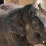 Zoológico de Indianápolis abrirá centro para salvar especies