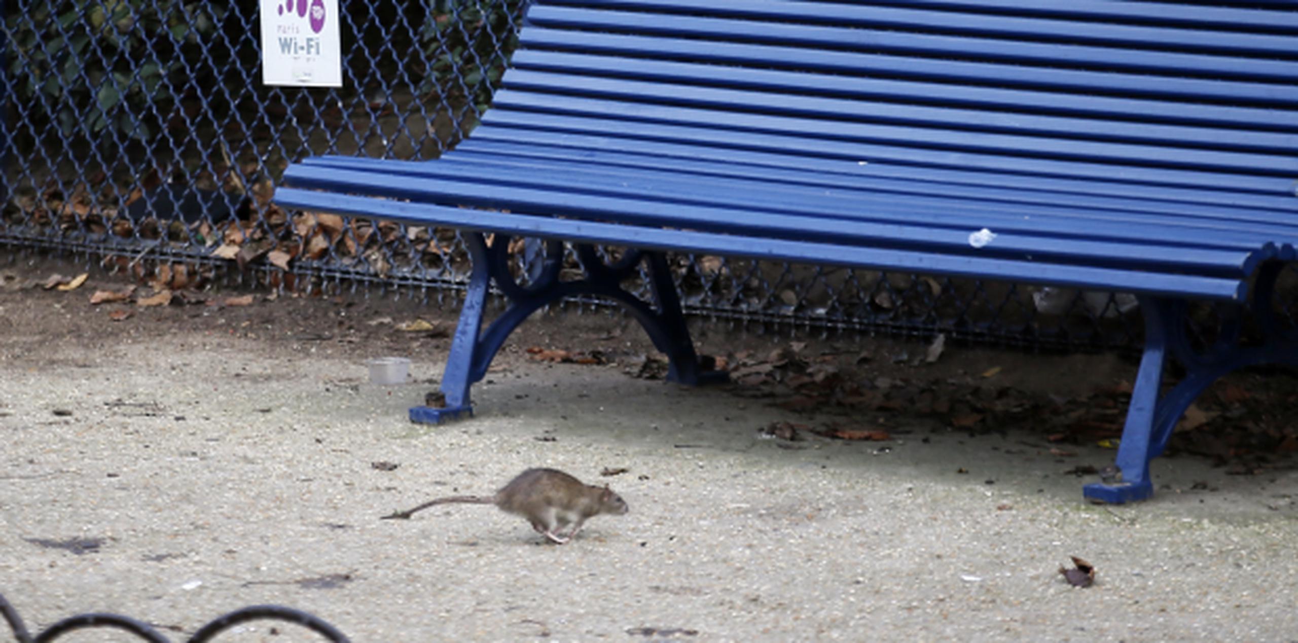 Exterminadores profesionales con décadas de experiencia no pueden recordar infestaciones tan masivas como la que ahora ha obligado a cerrar parques en París, donde montones de ratas descaradamente se alimentan en plena luz del día, como si el lugar fuese suyo. (Archivo)