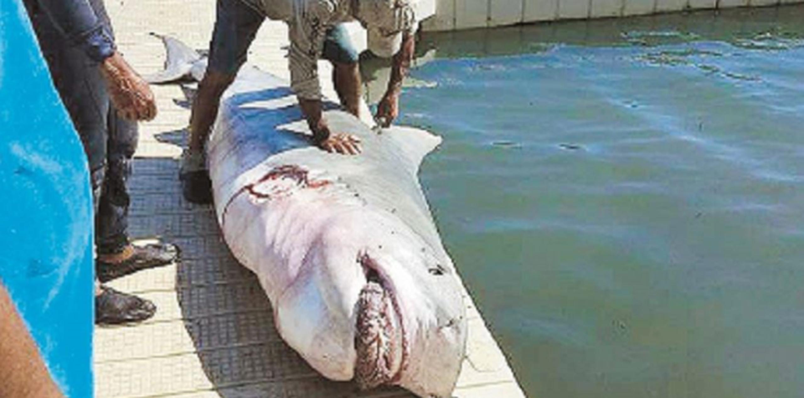 Al pescador Pedro Correa, no le sorprende haber atrapado entre sus redes a un tiburón Tigre hembra de 13 pies de largo y sobre 500 libras de peso. (Suministrada)
