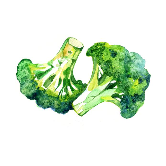 El brócoli es fácil de germinar.