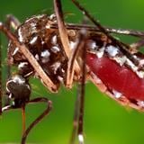 La transmisión acelerada del dengue en América 