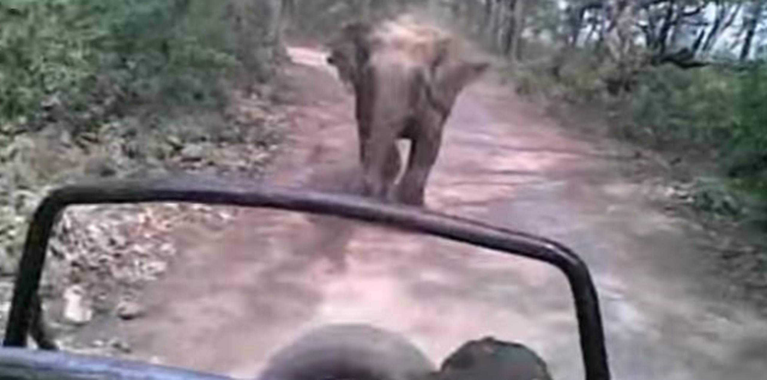 El conductor tuvo que dar reversa en el vehículo para evitar ser atacado por el mamífero.  (Captura)