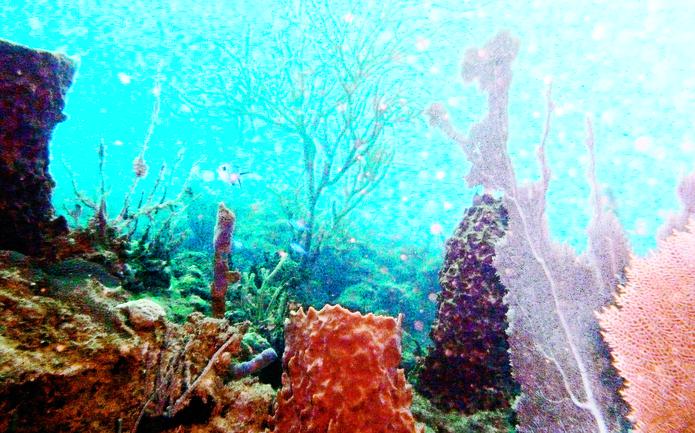 La pieza legislativa busca establecer la importancia de los arrecifes para controlar el problema de erosión en las costas.