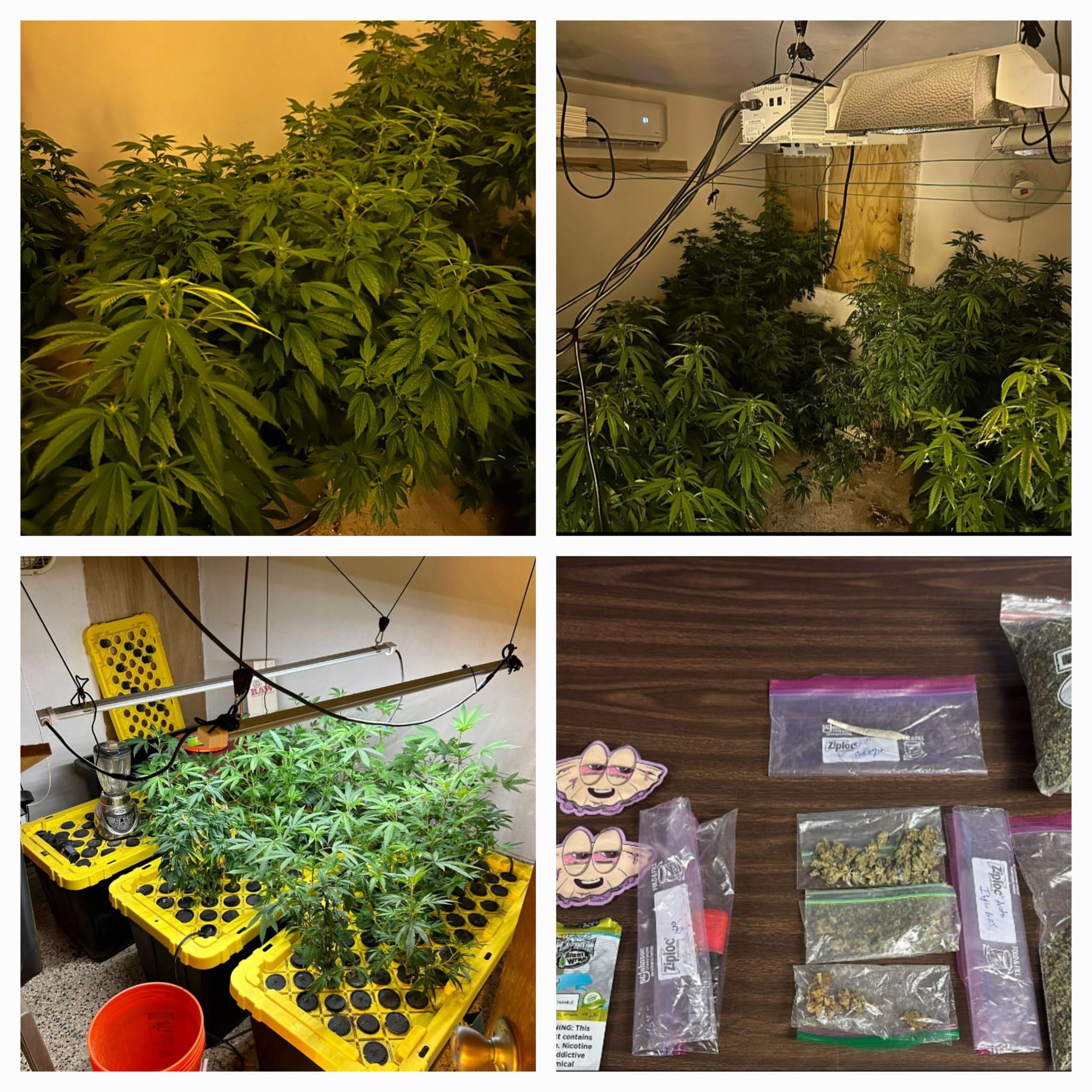 Invernadero de marihuana hallado durante un allanamiento en una residencia ubicada en la calle 529 de la urbanización Country Club, en Carolina.