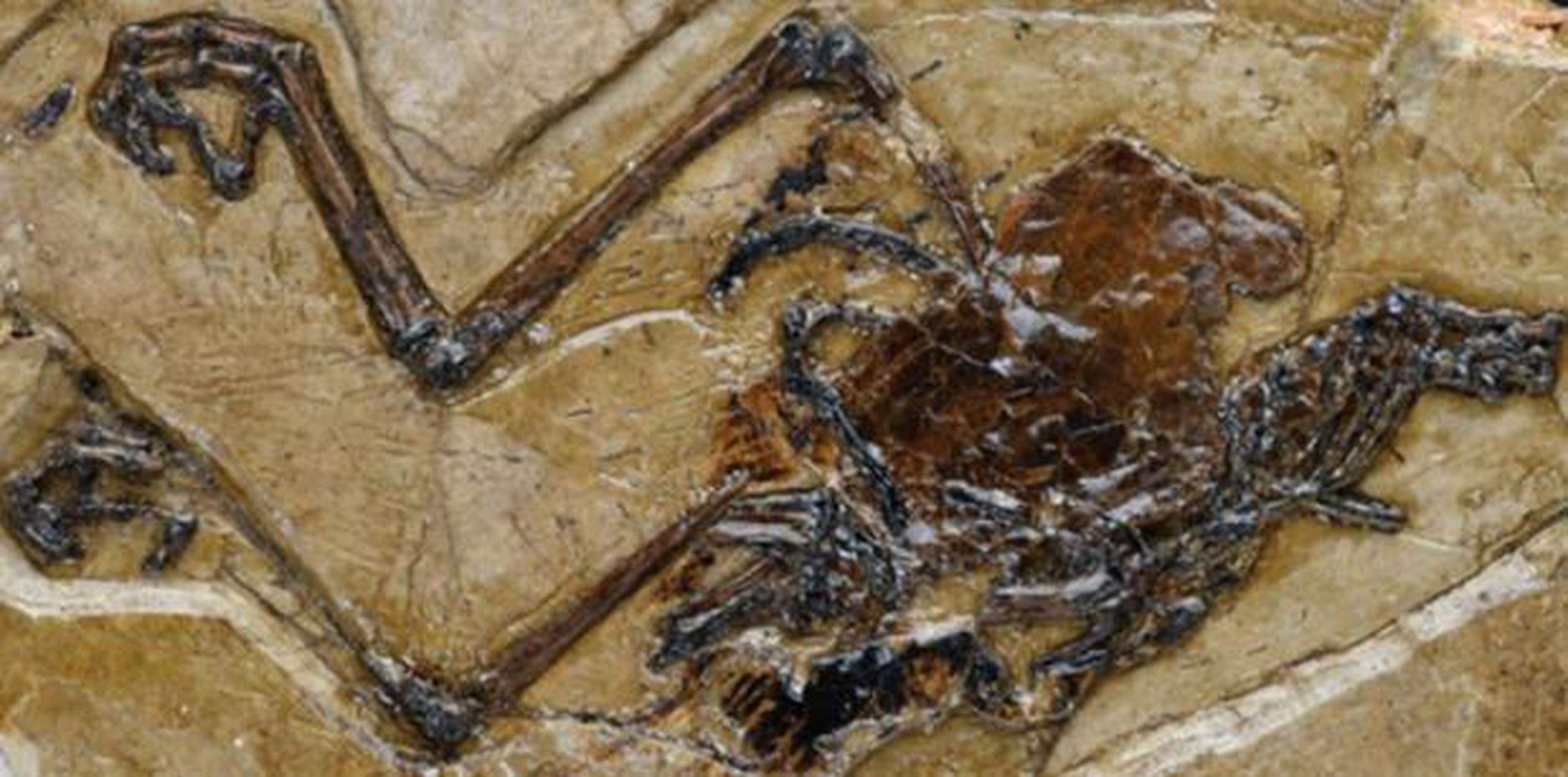 El fósil pertenece a una especie de ave llamada Avimaia schweitzerae, la cual vivió en el noroeste de China hace uno 110 millones de años. (Nature Communications / GDA)