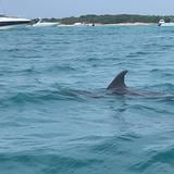 Ciudadana graba espectacular encuentro con delfines en Icacos
